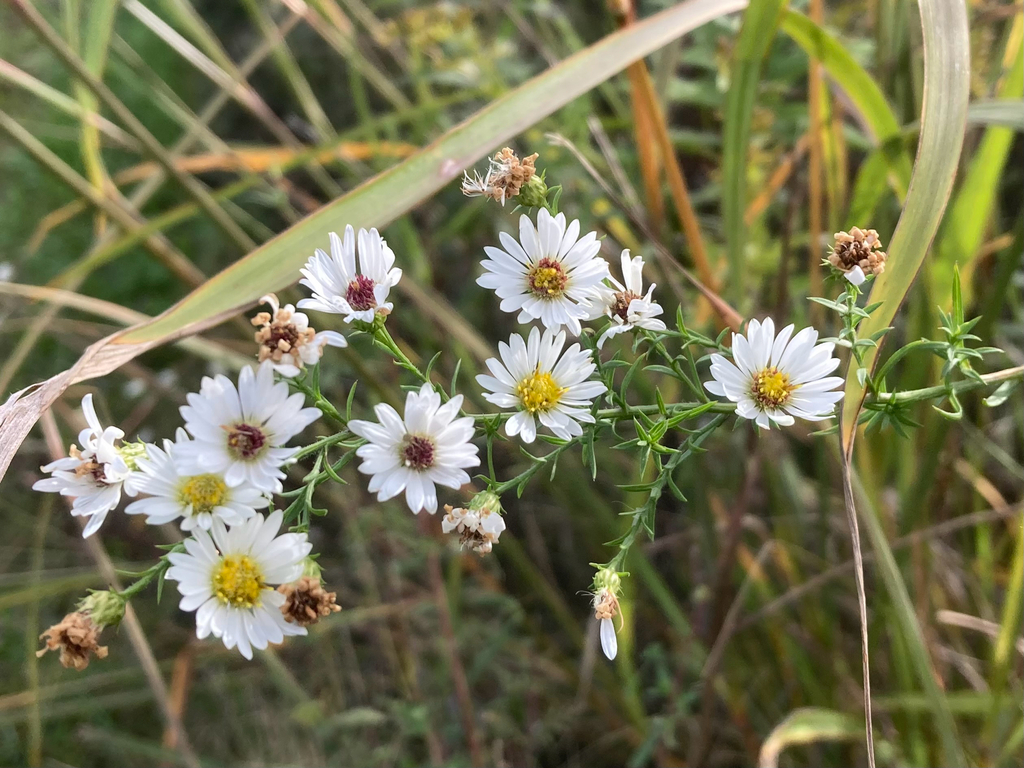Symphyotrichum pilosum; photograph (c) Timon T. K., some rights reserved (CC BY)