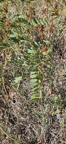Glycyrrhiza lepidota, photograph 2