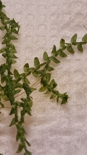 Selaginella helvetica observed 2026-09-26