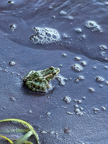 Northern Leopard Frog
