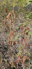 Glycyrrhiza lepidota, photograph (c) Alexis Murray, some rights reserved (CC BY)