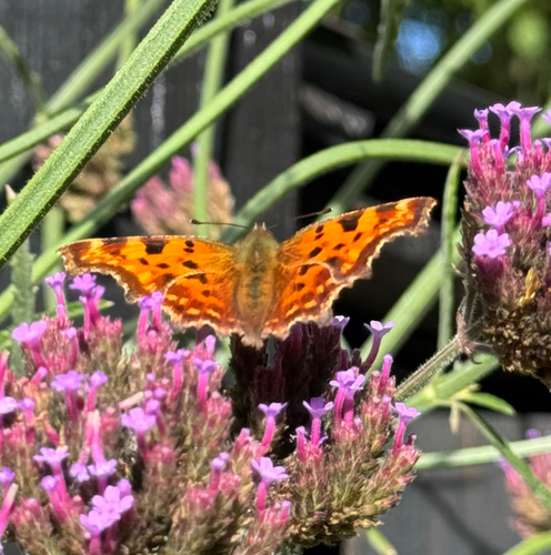 European Comma