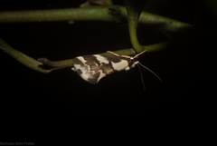 Philenora chionastis