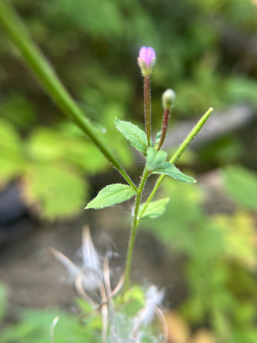 Epilobium parviflorum, photograph 4