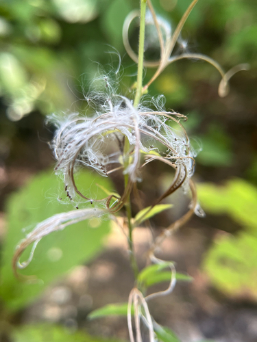 Epilobium parviflorum, photograph 1