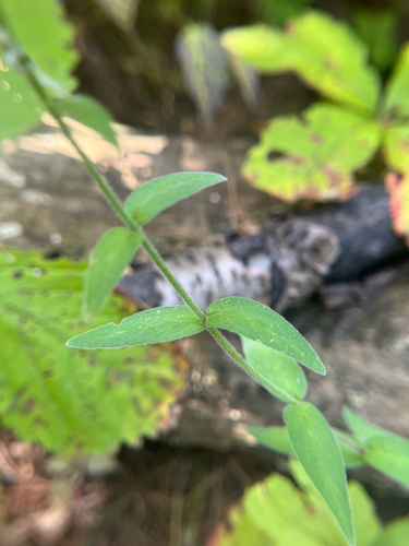Epilobium parviflorum, photograph 5
