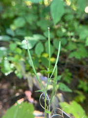Epilobium parviflorum, photograph author not stated, no rights reserved