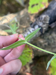 Epilobium parviflorum, photograph author not stated, no rights reserved
