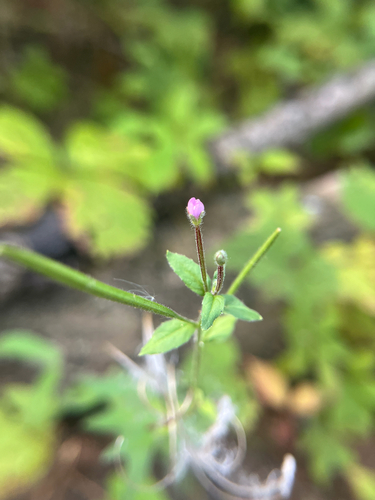 Epilobium parviflorum, photograph 3