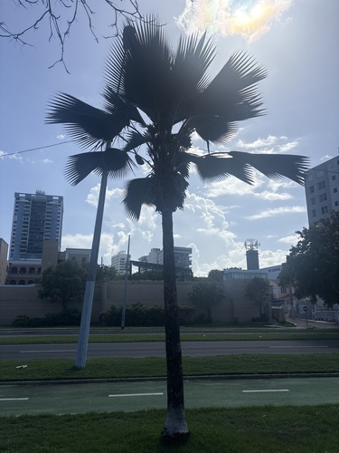 Pritchardia pacifica observed 2026-09-26