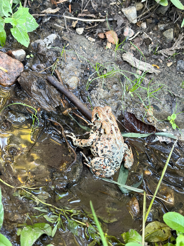 American Toad