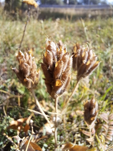 Hairy oxytrope