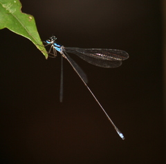 Coeliccia macrostigma