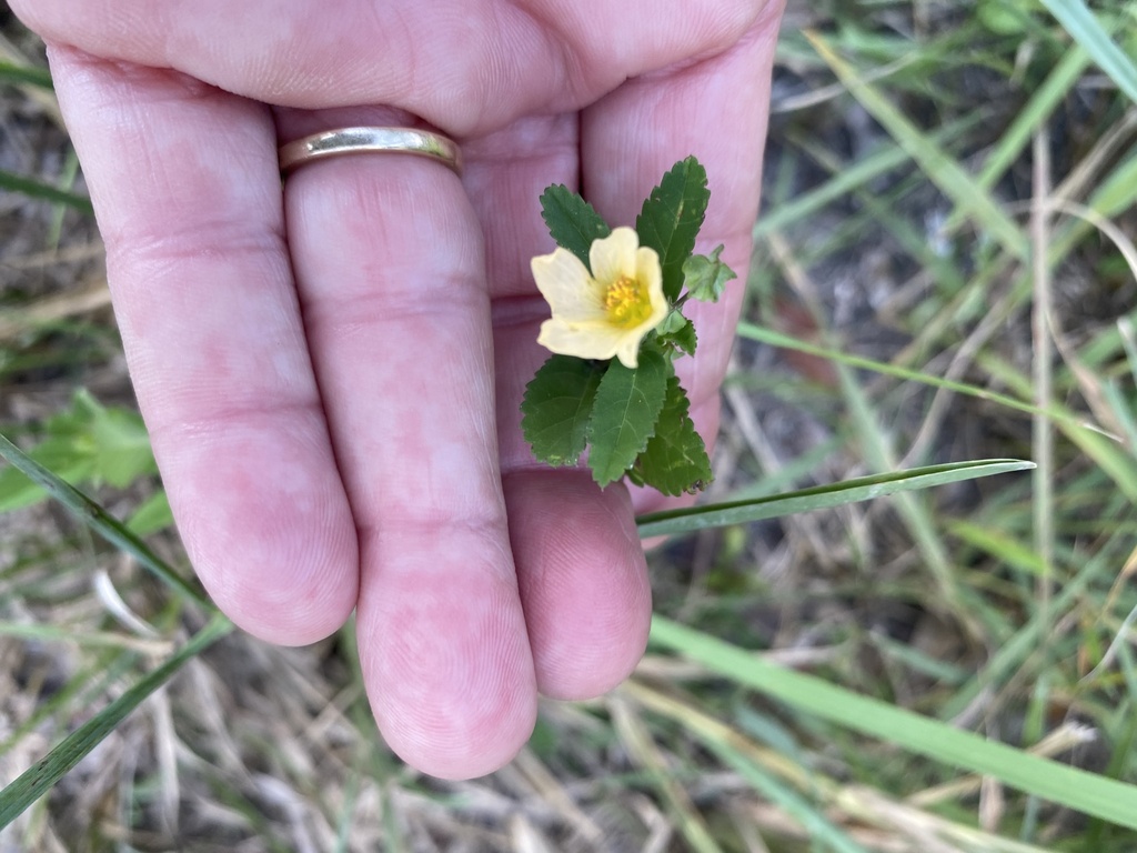 Sida rhombifolia; photograph author not stated, no rights reserved