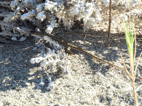 Italian Wall Lizard