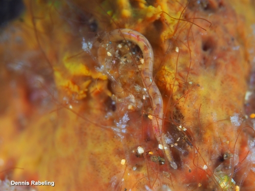 Polyophthalmus pictus observed 2026-09-23