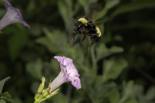 American Bumble Bee