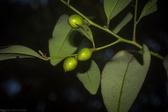 Diospyros australis