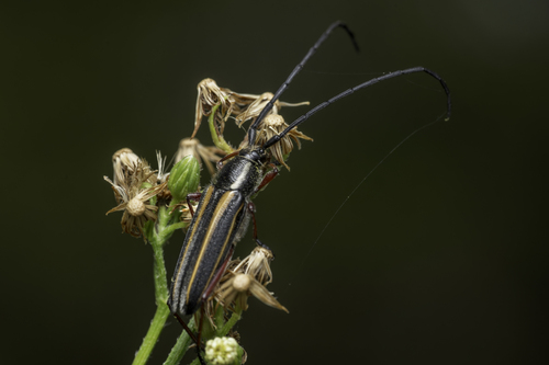 Double-banded Bycid