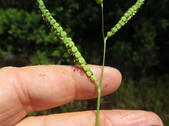 Paspalum praecox