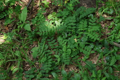 Astragalus glycyphyllos, photograph (c) Мирослав Соболев, some rights reserved (CC BY)
