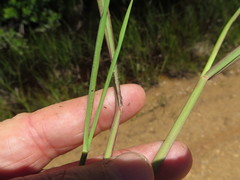 Paspalum praecox