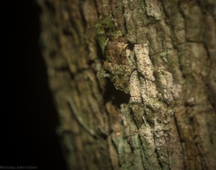 Sorolopha delochlora