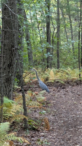 Great Blue Heron