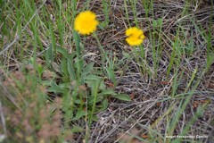 Pentanema montanum