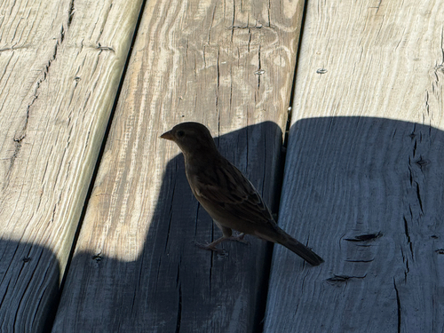 House Sparrow
