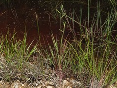 Paspalum praecox