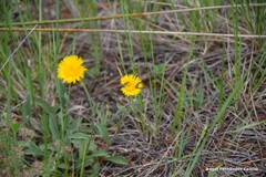 Pentanema montanum