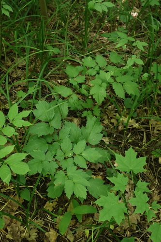 Actaea spicata, photograph 2