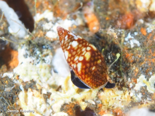 Mitrella argus, 2026-09-23