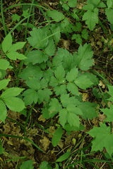 (c) Мирослав Соболев, some rights reserved (CC BY) Actaea spicata, photograph (c) Мирослав Соболев, some rights reserved (CC BY)
