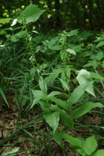 Epipactis helleborine, photograph 6
