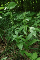 Epipactis helleborine, photograph (c) Мирослав Соболев, some rights reserved (CC BY)