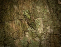 Sorolopha delochlora