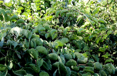 Cissus rotundifolia rotundifolia