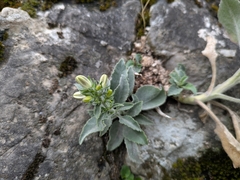Campanula versicolor