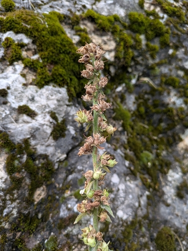 Campanula versicolor, photograph 1