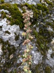 Campanula versicolor, photograph (c) Jonáš Gaigr, some rights reserved (CC BY)