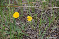 Pentanema montanum