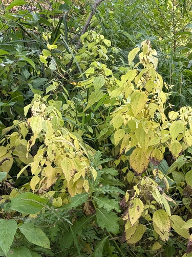 Boehmeria cylindrica