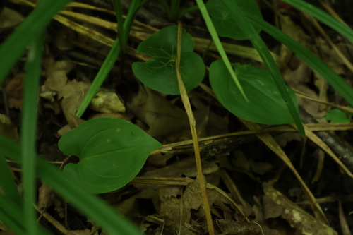Maianthemum bifolium, photograph 1