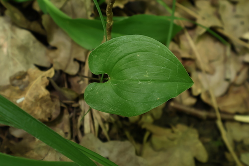 Maianthemum bifolium
