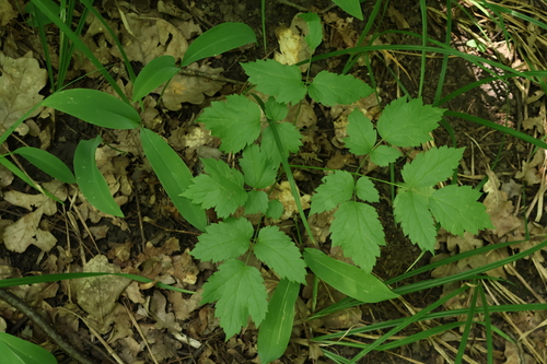 Actaea spicata
