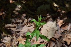 Polygala senega