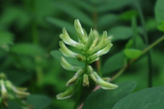 Astragalus glycyphyllos, photograph (c) Мирослав Соболев, some rights reserved (CC BY)