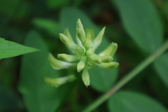 Astragalus glycyphyllos